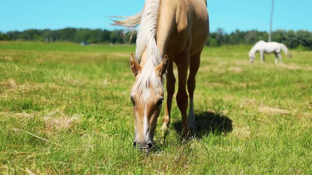 Palomino horse grazing on green meadow. Animal eating grass in rural landscape on sunny day. Livestock farming and pasture scenery in nature outdoor environment.