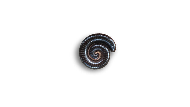 Millipede Coiled in Defensive Spiral Isolated on White Background, Macro Arthropod Cutout