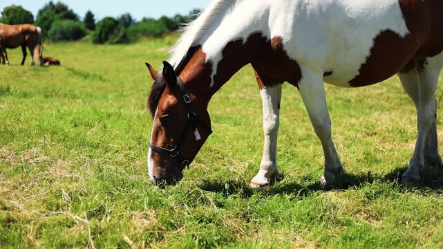 Horse with halter standing in a green meadow. Portrait of spotted brown and white equine in a sunny pasture. Farm animal grazing in summer countryside. Equestrian and farming concept.