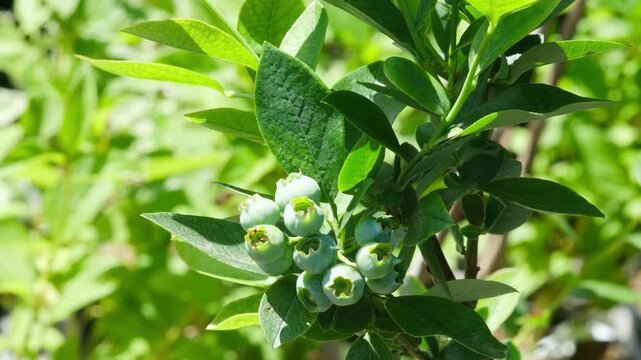 Young blueberries growing on a branch in sunlight