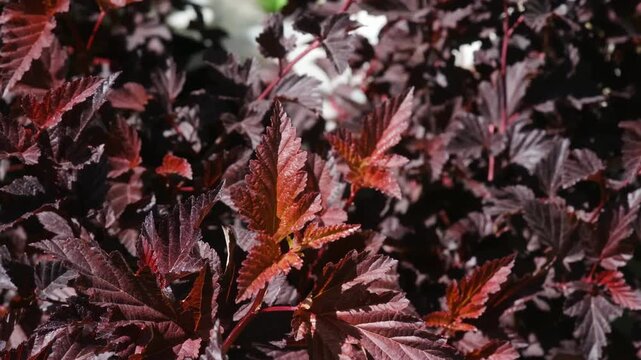 Dark red leaves of a plant in outdoor light