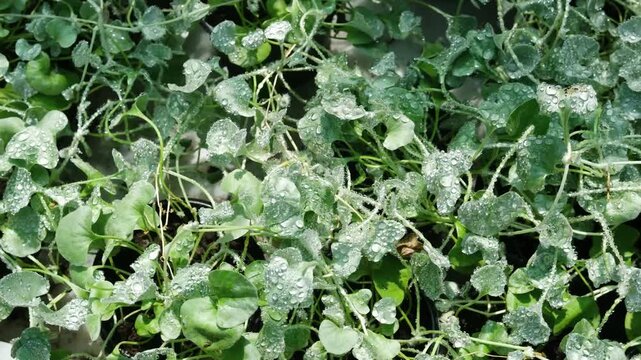 Green leaves with water droplets on them