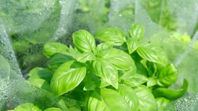 Fresh basil plants with water droplets in a garden