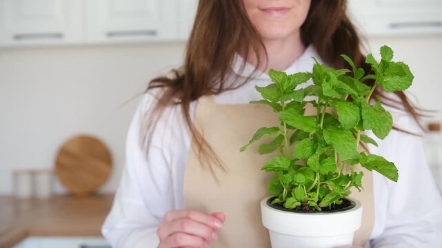 woman  holds potted mint plant in kitchen background