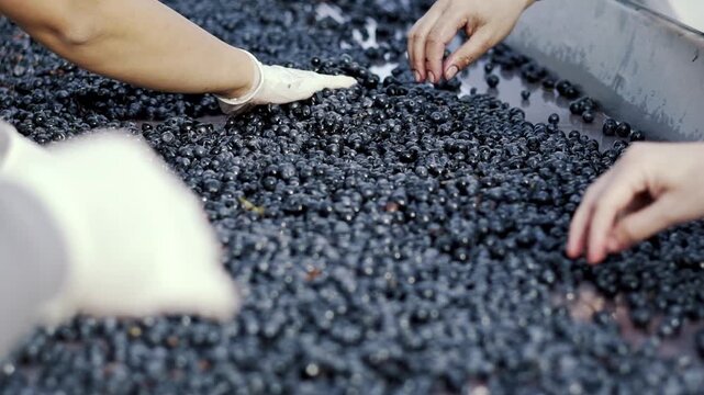Cinematic footage of freshly harvested grapes being sorted and crushed using modern winery equipment. Automated processing, stainless steel machinery, and efficient wine production