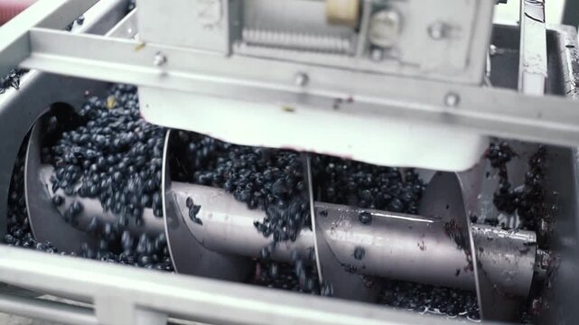 Cinematic footage of freshly harvested grapes being sorted and crushed using modern winery equipment. Automated processing, stainless steel machinery, and efficient wine production