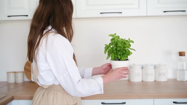 woman placing potted herb on kitchen counter