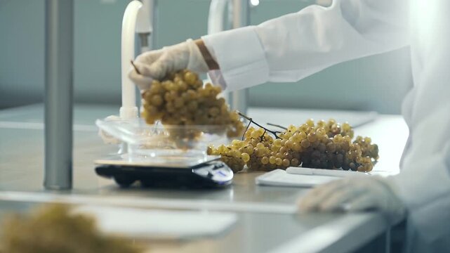 Cinematic footage of freshly harvested grapes being sorted and crushed using modern winery equipment. Automated processing, stainless steel machinery, and efficient wine production
