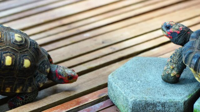 The eastern box turtle (Terrapene carolina carolina) is a subspecies within a group of hinge-shelled turtles normally called box turtles. live in wooden cages