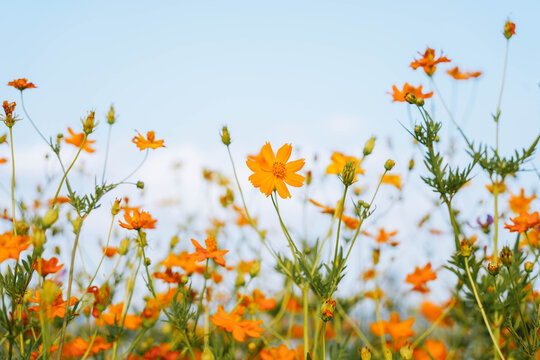 Cosmos in full bloom, with vibrant colors against the blue sky