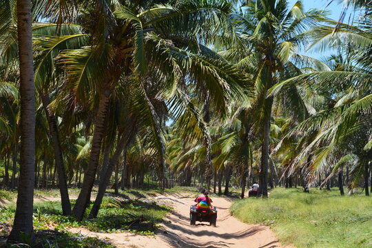 praia do gunga - rn