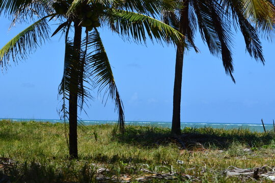 praia do gunga - rn