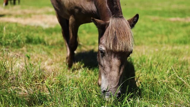 Horse grazing in a summer meadow. Brown pony eating green grass in a countryside field. Peaceful rural scene with nature landscape. Animal freedom and livestock pasture concept.