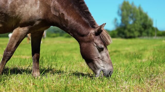 Horse grazing in a summer meadow. Brown pony eating green grass in a countryside field. Peaceful rural scene with nature landscape. Animal freedom and livestock pasture concept.
