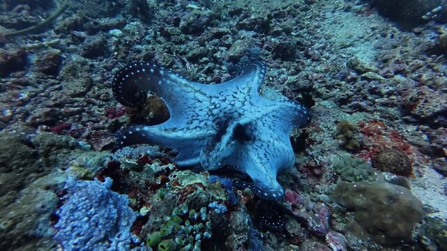 Day Octopus Crawling Across Coral Reef Seabed