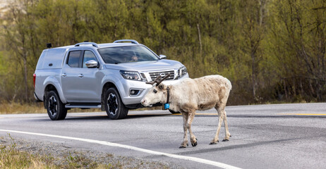 Risk of accidents caused by reindeer on the roads of Norway © Lunghammer