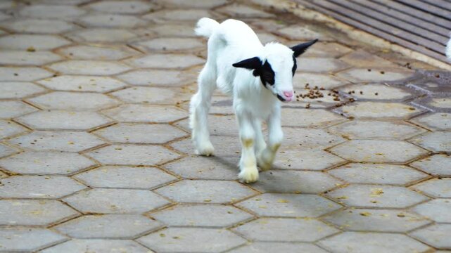 white and black furred goat kids are in the pen