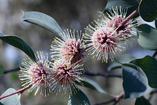 Close up of globular flowers and large blue green leaves of the Western Australian native Sea Urchin Hakea, Hakea petiolaris, family Proteaceae. Endemic to Darling Range. Autumn winter flowering