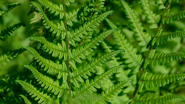 Vibrant green fern fronds fill the frame, revealing delicate leaflets, repeating patterns and rich texture &mdash; perfect for nature backgrounds, botanical projects, eco themes and organic design work.