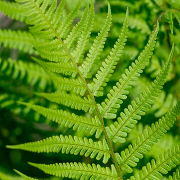 Vibrant green fern fronds fill the frame, revealing delicate leaflets, repeating patterns and rich texture &mdash; perfect for nature backgrounds, botanical projects, eco themes and organic design work.