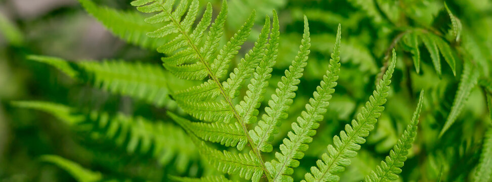 Vibrant green fern fronds fill the frame, revealing delicate leaflets, repeating patterns and rich texture &mdash; perfect for nature backgrounds, botanical projects, eco themes and organic design work.