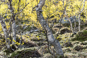 Fototapeta premium Betula pubescens (syn. Betula alba), commonly known as downy birch and also as moor birch, white birch, European white birch in northern norway