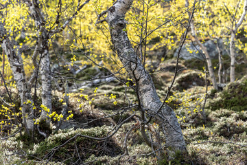 Fototapeta premium Betula pubescens (syn. Betula alba), commonly known as downy birch and also as moor birch, white birch, European white birch in northern norway