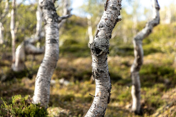 Betula pubescens (syn. Betula alba), commonly known as downy birch and also as moor birch, white birch, European white birch in northern norway © Lunghammer