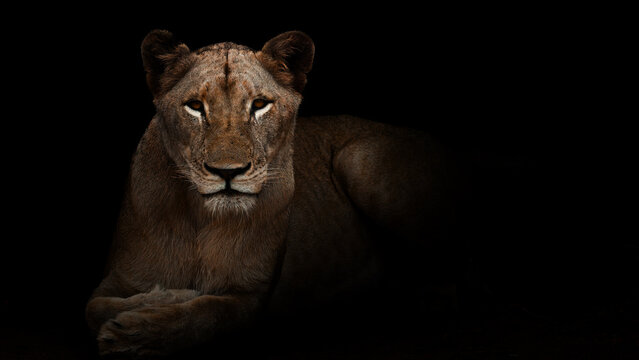 Lioness (lion) on the black background looking to the camera