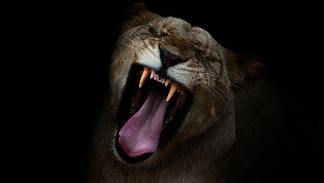 Lioness (lion) roars, black dark background, close up animal  portrait
