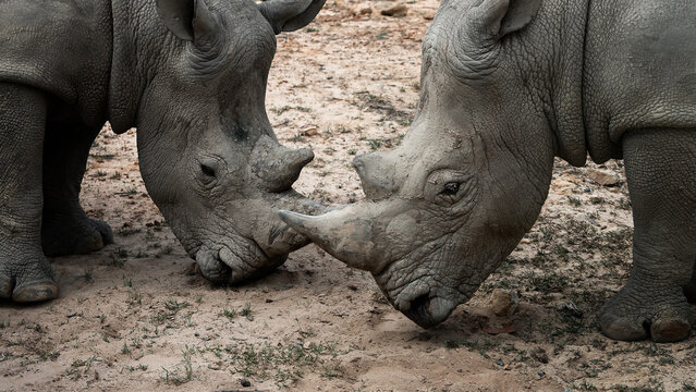 Two rhinoceros (rhino) standing portrait