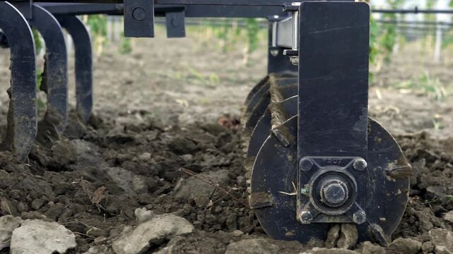Cinematic footage of a tractor driving through vineyard rows carrying freshly harvested grapes during the grape harvest season.