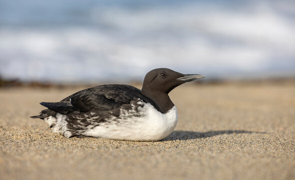 The common murre or common guillemot (Uria aalge) is a large auk, one of several species called murre or guillemot.