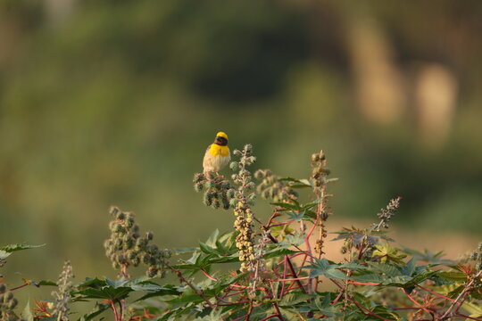 Baya Weaver