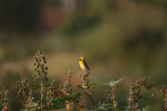 Baya Weaver