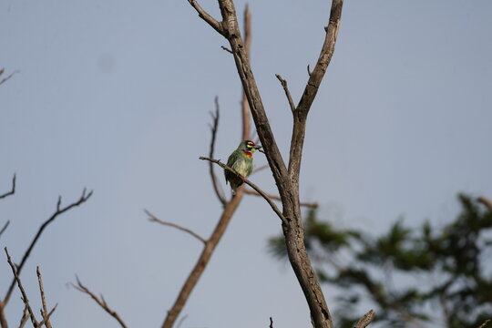 Coppersmith Barbet