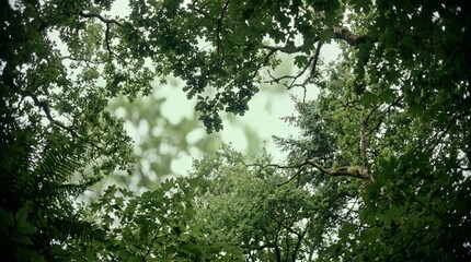 Fototapeta premium Lush Green Canopy of Forest Trees Looking Upwards to the Bright Overcast Sky in Nature