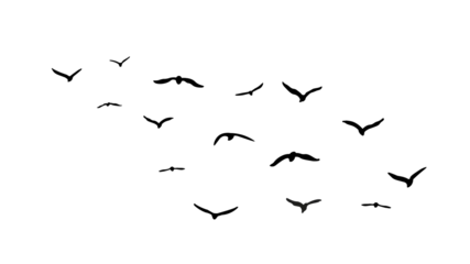 Fotobehang Vogels flock seagull birds flying isolated on clear background   © AnlDnc