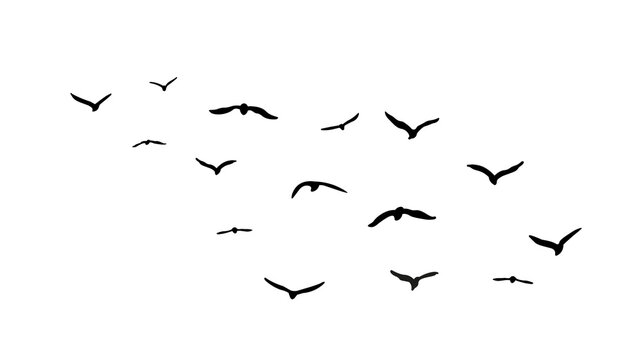 flock seagull birds flying isolated on clear background	