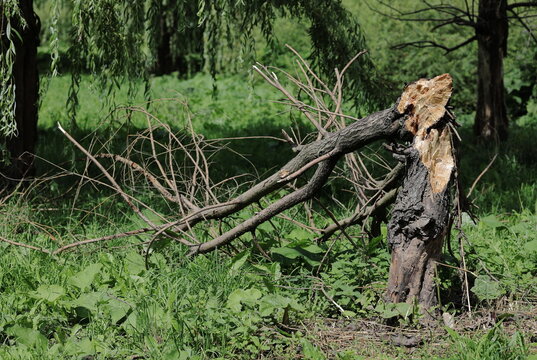 A broken dry tree in a summer forest park