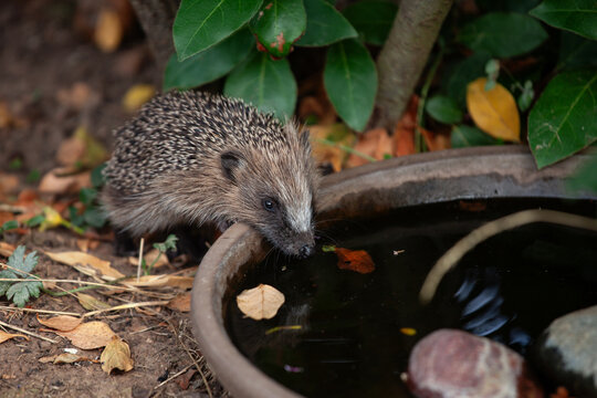 Igel trinkt Wasser aus einer Wasserschale im Garten