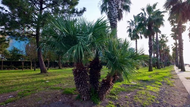 Slow motion walk through green park with palm trees and pine trees under bright daylight in batumi.