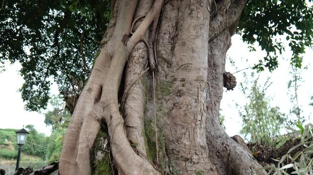 Close-up view of a massive ancient tree trunk with thick twisted roots covered in green moss