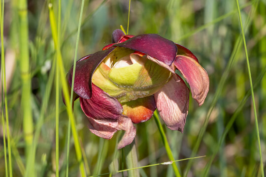 Cloee-up of Carnivorous Purple Pitcher (Sarracenia purpurea) Flower Growing in Bog in Prince Albert National Park, Saskatchewan, Canada