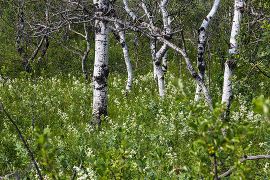 Natural Aspen Grove with Northern Bedstraw Wildflowers Ground Cover