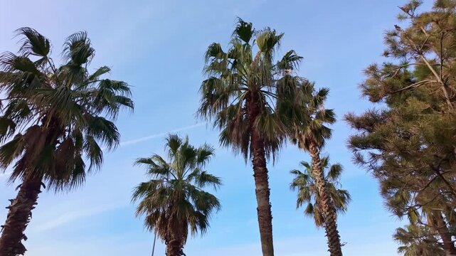 Tall palm tree crowns silhouetted against clear blue sky from low angle in sunny batumi.