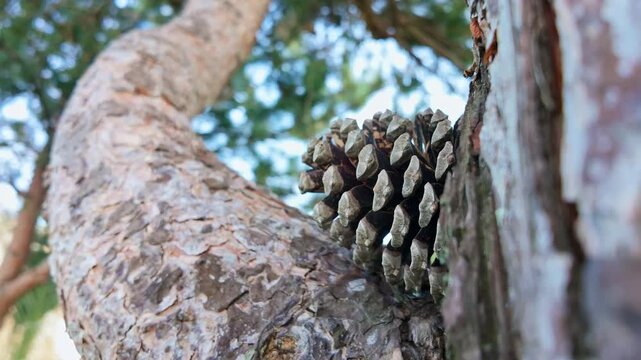 Close-up of pine cone attached to rough textured tree bark with green foliage blurred behind.