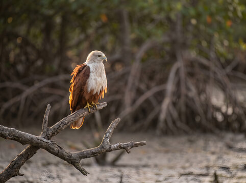 Elang Bondol Bird Native Wildlife Perched Branch