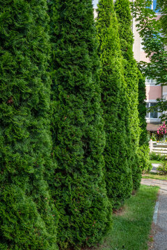 Tall green arborvitae, thuja trees growing in a straight row. Evergreen hedge used for landscaping and privacy screening.