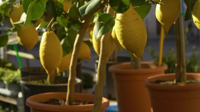 Close up of lemons on citrus tree
